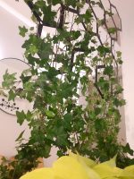 Suport pentru plante Heksagon 73x104 cm - imagine 4